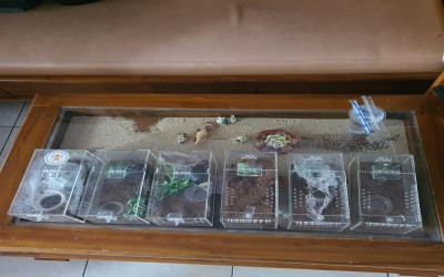 KANDANG AKRILIK TARANTULA SECOND MULUS 10 X 10 X 20 CM BERIKUT ISI